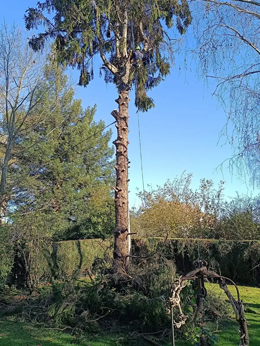 Grimpeur démontant un épicéa à Oloron-Sainte-Marie