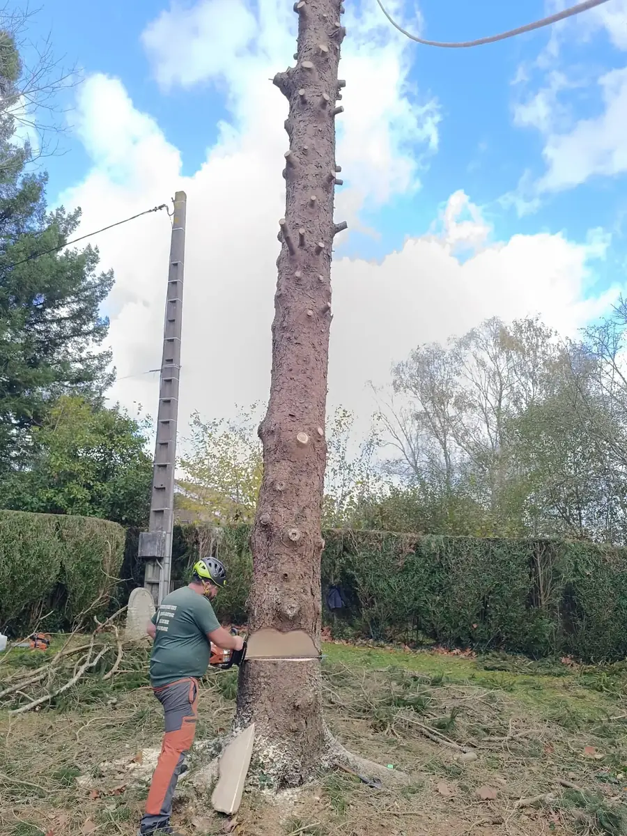 Entaille d'abattage à la tronçonneuse sur le tronc à Oloron-Sainte-Marie
