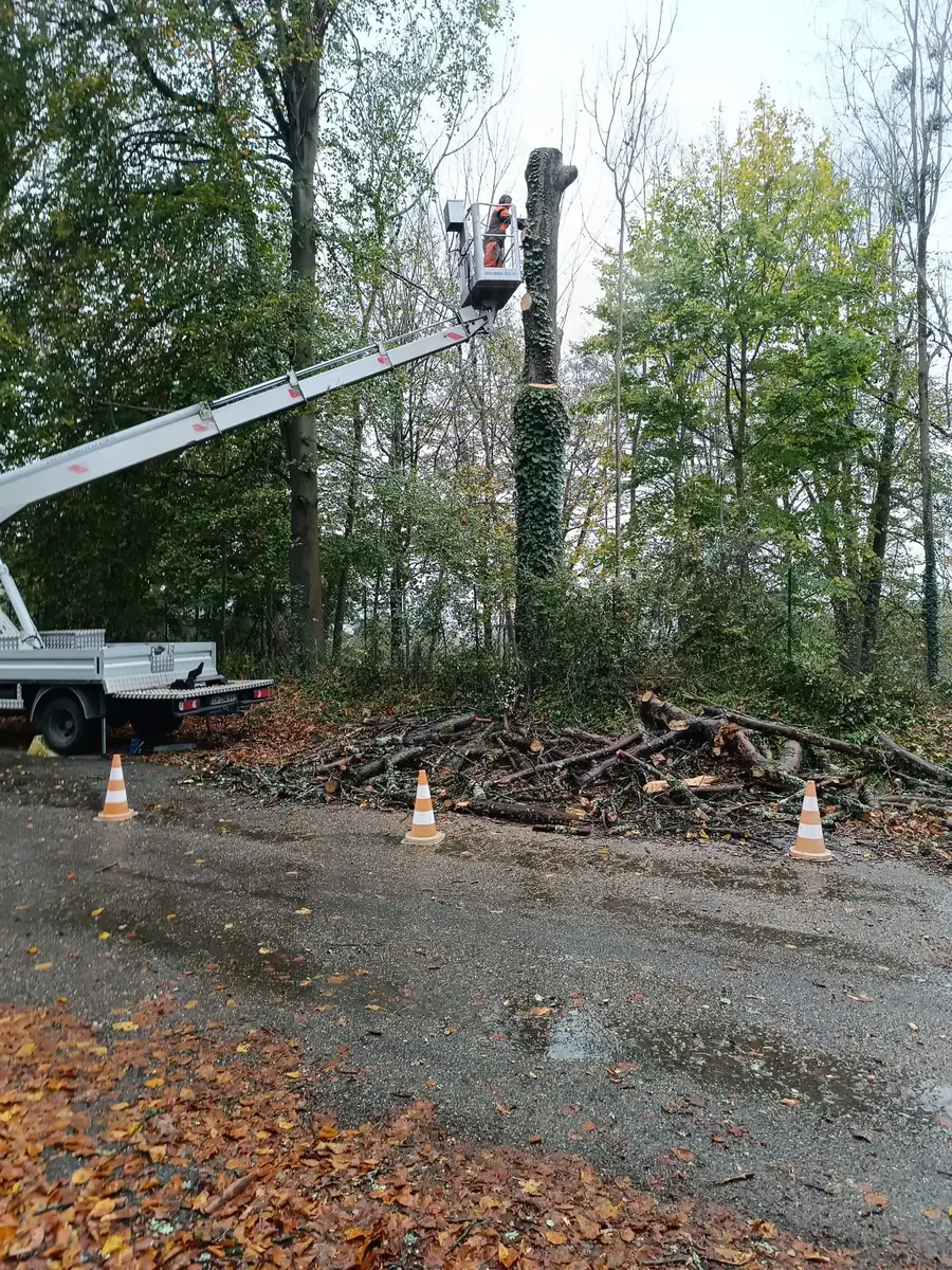 Démontage d'un tronc couvert de lierre depuis une nacelle à Lourdes