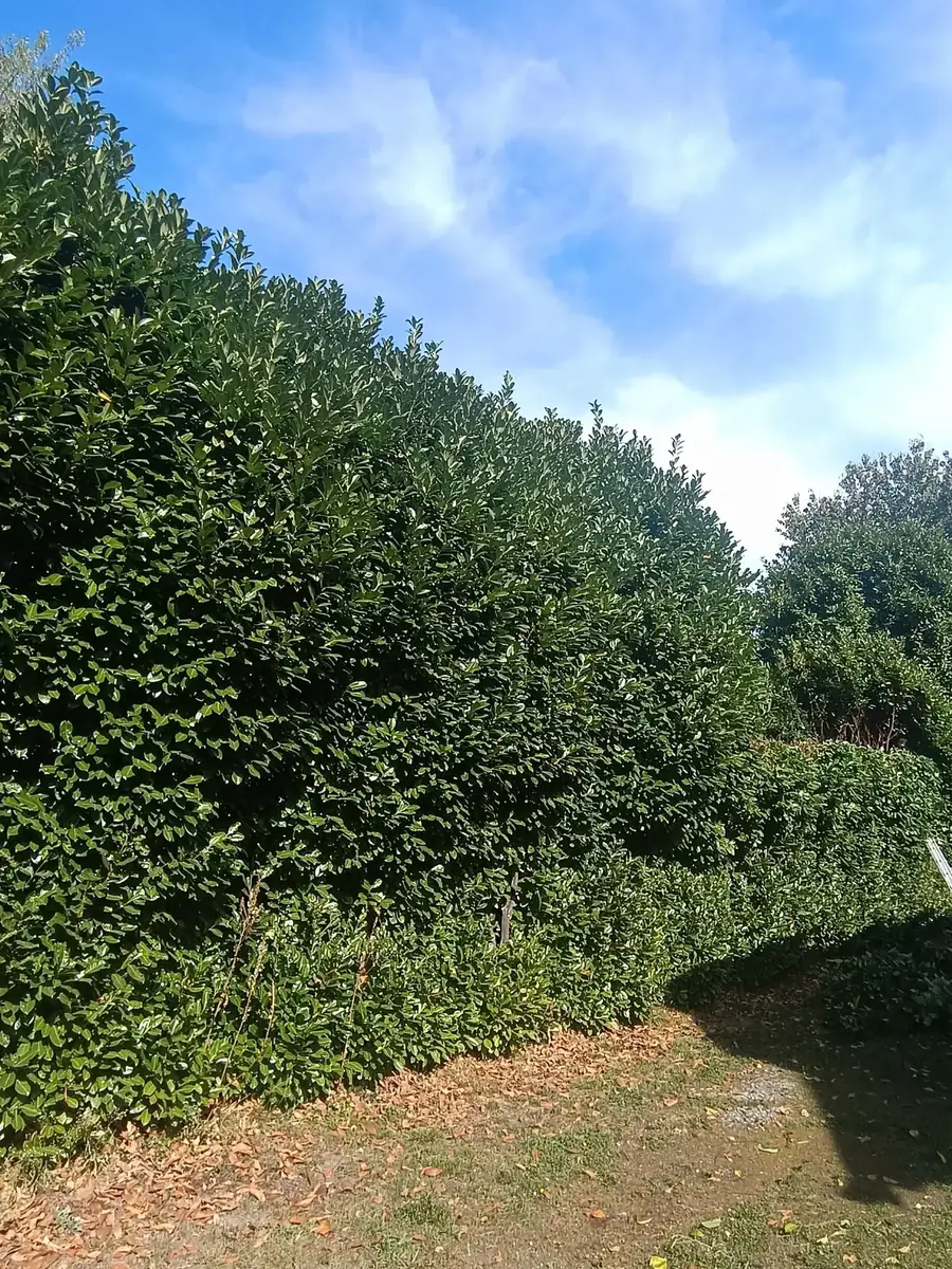 Mise au gabarit d'une haie de lauriers à Pau
