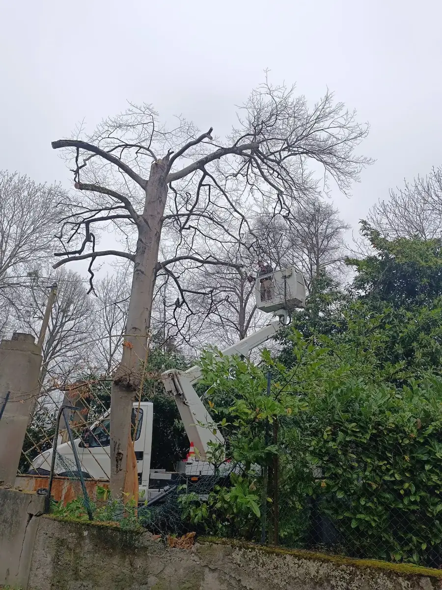 Démontage d'un arbre en nacelle à Tarbes